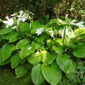 Hosta plantaginea 'Grandiflora'
