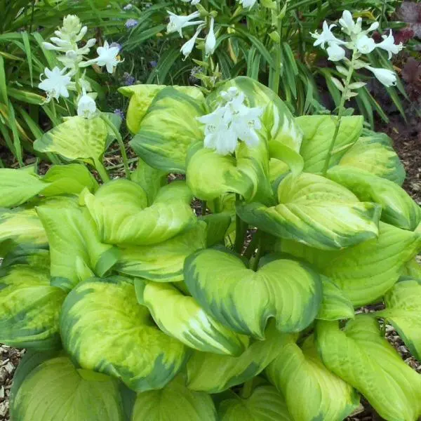 Hosta-plantaginea-Guacamole-arnyekliliom Hosta 'Guacamole'