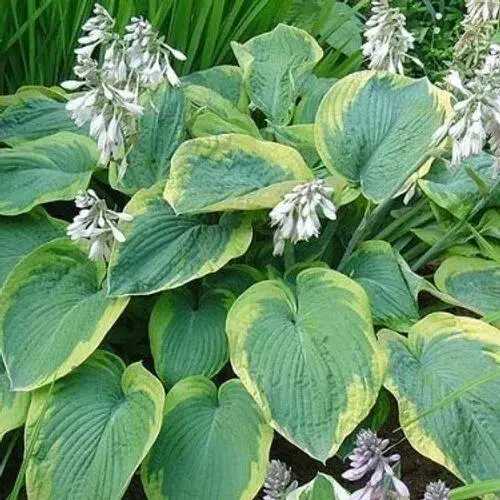 Hosta-sieboldiana-Frances-Williams Hosta sieboldiana 'Frances Williams'