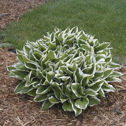 Hosta undulata 'Albomarginata'