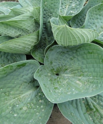 Hosta Big Daddy