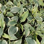 Hosta First Frost