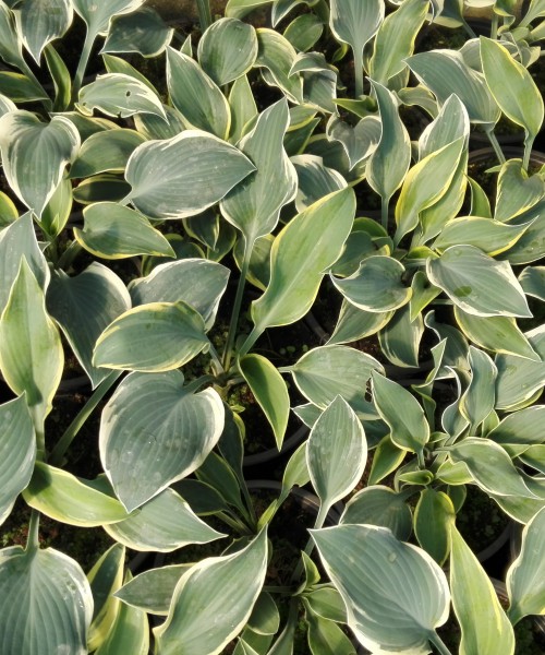 Hosta_First_Frost Hosta First Frost