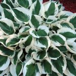 Hosta Patriot