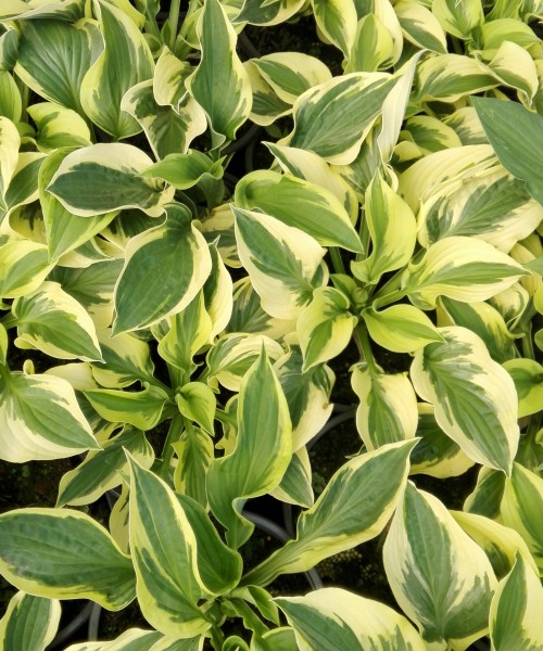 Hosta_Wide_Brim Hosta Wide Brim