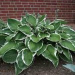 Hosta fortunei Francee