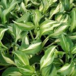 Hosta undulata Mediovariegata