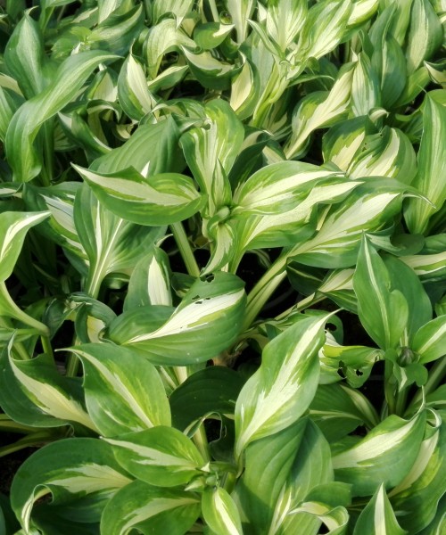 Hosta_undulata_Mediovariegata Hosta undulata Mediovariegata