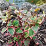 Houttuynia cordata Chamaeleon - kaméleon virág kerti tavi növény - Image 2