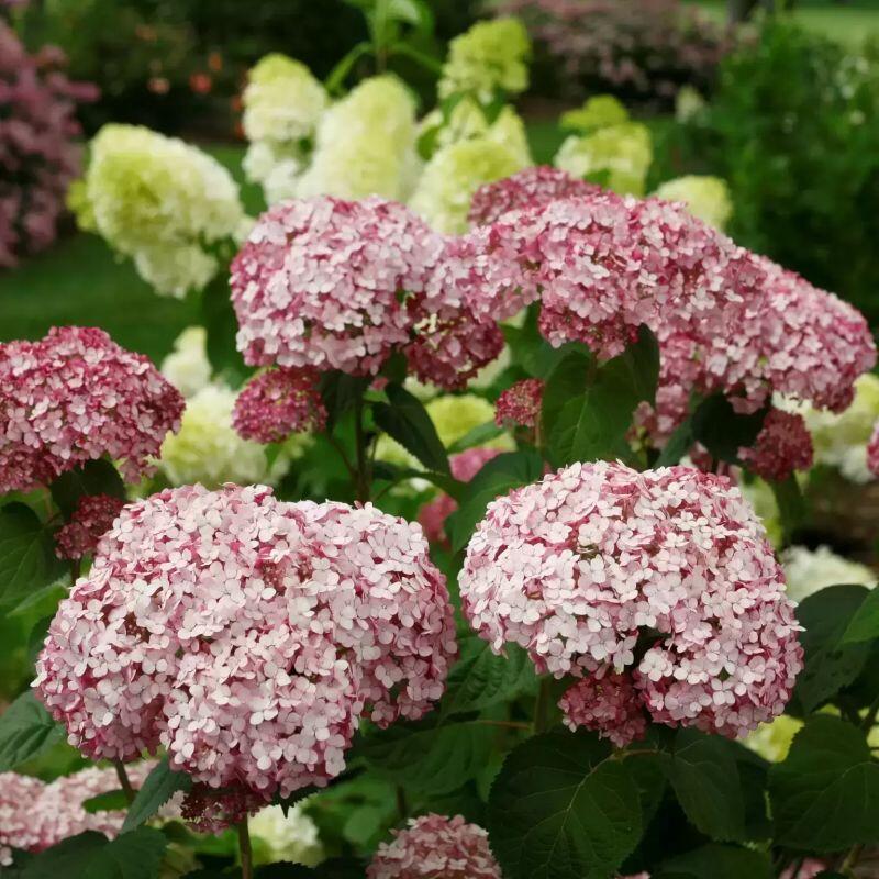 Hydrangea-arborescens-Sweet-Annabelle-cserjes-hortenzia-virag Hydrangea arborescens 'Sweet Annabelle'® -