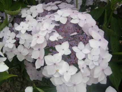 Hydrangea 'CLOUDi'® - Kékesfehér virágú cserjés hortenzia