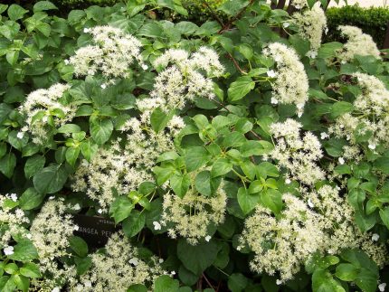 Hydrangea anomala petiolaris -