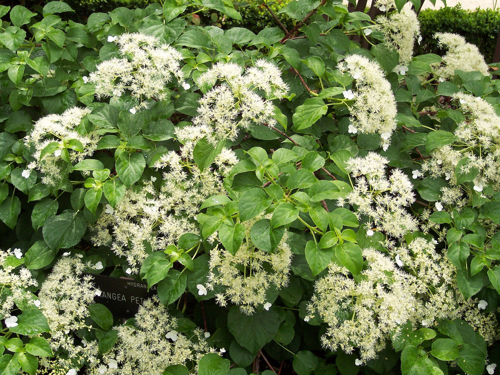 Hydrangea_anomala_petiolaris_-_ Hydrangea anomala petiolaris -