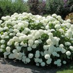 Hydrangea arborescens 'Strong Annabelle'® - Fehér gömb virágú cserjés hortenzia