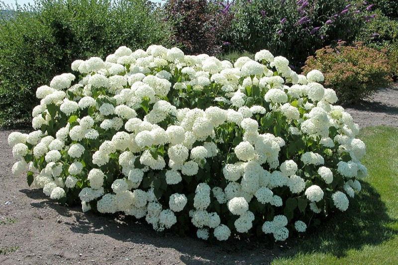 Hydrangea arborescens 'Annabelle' - Fehér gömb virágú cserjés hortenzia