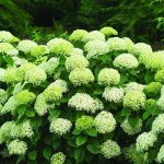 Hydrangea arborescens 'Bella Ragazza Limetta'® -