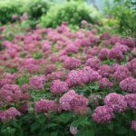 Hydrangea arborescens 'Bella Ragazza Mauvette'® -