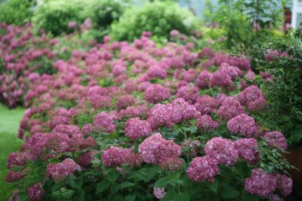 Hydrangea arborescens 'Bella Ragazza Mauvette'® -