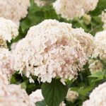 Hydrangea arborescens 'Candybelle Marshmallow'® -