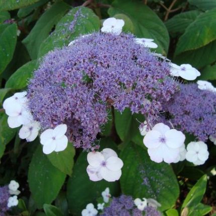 Hydrangea aspera 'Macrophylla' -