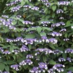 Hydrangea aspera 'Rosemary Foster' -