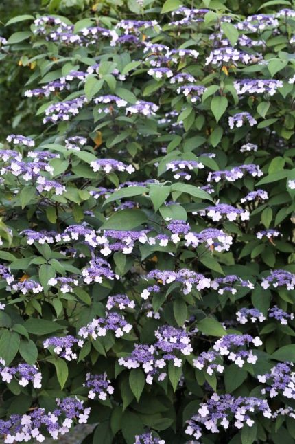 Hydrangea aspera 'Rosemary Foster' -