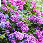 Hydrangea macrophylla 'Bouquet Rose' - Kékesrózsaszín virágú hortenzia