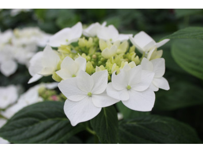 Hydrangea macrophylla 'Lanarth White' -