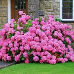 Hydrangea macrophylla 'Lavblaa' - Rózsaszín virágú hortenzia