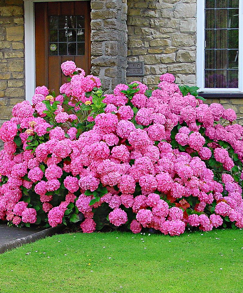 Hydrangea_macrophylla_Lavblaa_-_Rozsaszin_viragu_hortenzia Hydrangea macrophylla 'Lavblaa' - Rózsaszín virágú hortenzia