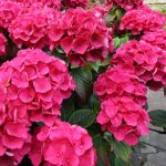 Hydrangea macrophylla 'Leuchtfeuer' - Rózsaszín virágú hortenzia