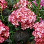 Hydrangea macrophylla 'Miss Saori'® -