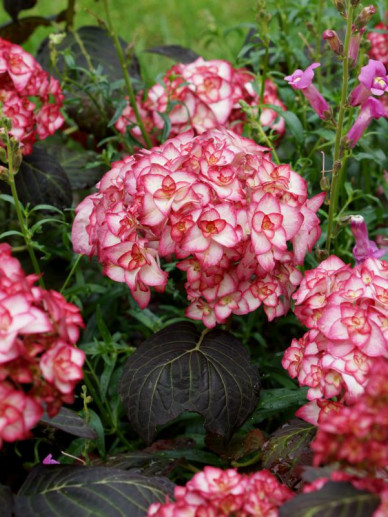 Hydrangea macrophylla 'Miss Saori'® -