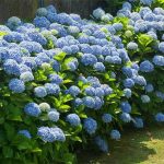 Hydrangea macrophylla 'Nikko Blue' - Kékeslila virágú hortenzia