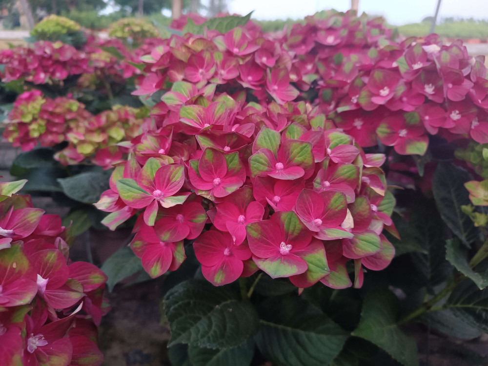 Hydrangea_macrophylla_Rembrandt_Rosso_Glory_-_ Hydrangea macrophylla 'Rembrandt Rosso Glory' -