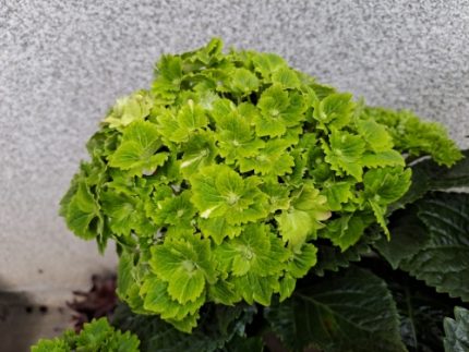 Hydrangea macrophylla 'Rembrandt Vibrant Verde' -