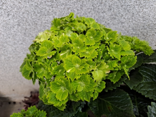 Hydrangea_macrophylla_Rembrandt_Vibrant_Verde_-_ Hydrangea macrophylla 'Rembrandt Vibrant Verde' -