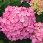 Hydrangea macrophylla 'Rosita' - Mély rózsaszín nagyvirágú hortenzia