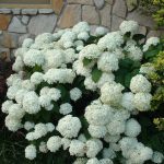 Hydrangea macrophylla 'Snowball' - Fehér virágú hortenzia