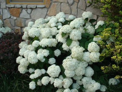 Hydrangea macrophylla 'Sneeuwbal' - Fehér virágú hortenzia