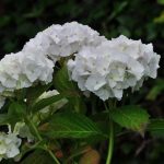 Hydrangea macrophylla 'Soeur Therese' - Fehér virágú hortenzia