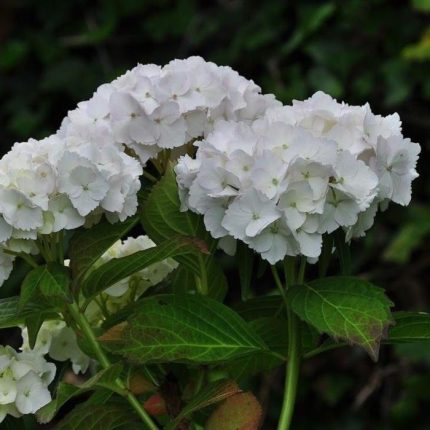 Hydrangea macrophylla 'Soeur Therese' - Fehér virágú hortenzia