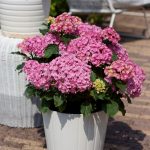 Hydrangea macrophylla 'Together'® -
