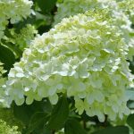 Hydrangea paniculata 'Bombshell'® - Fehér