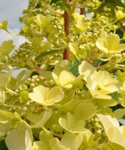 Hydrangea paniculata Candlelight