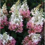Hydrangea paniculata 'Candlelight' ® - Fehér