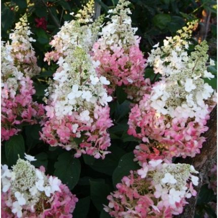 Hydrangea paniculata 'Candlelight' ® - Fehér