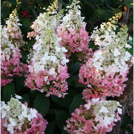 Hydrangea_paniculata_Candlelight__-_Feher_kupviragu_bugas_hortenzia Hydrangea paniculata 'Candlelight' ® - Fehér