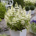 Hydrangea paniculata 'Confetti' ® - Fehér