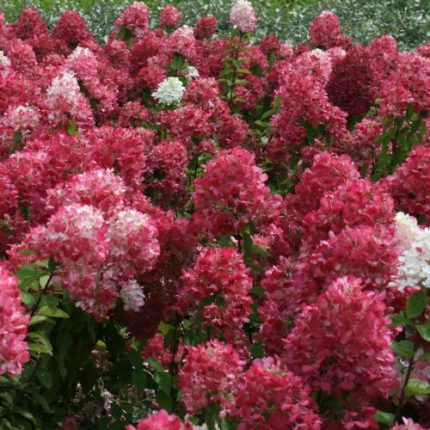Hydrangea paniculata 'Diamant Rouge'® - Rózsaszín